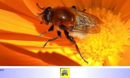 Biodiversität im Kleingarten • Teil VI: Bienentanz statt Insektensterben • Über Bienenarten und Nisthilfen