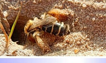 Biodiversität im Kleingarten • Teil V: Sandarium oder Sandbeet, die Vielfalt in Einem! • Geburtsraum für Wildbienen und Insekten schaffen!