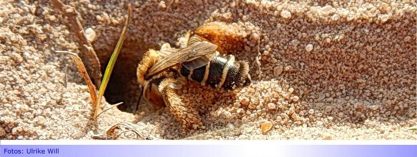 Biodiversität im Kleingarten • Teil V: Sandarium oder Sandbeet, die Vielfalt in Einem! • Geburtsraum für Wildbienen und Insekten schaffen!