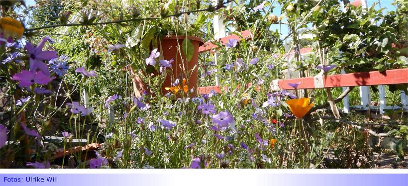 Biodiversität im Kleingarten • Teil I: Sind Kleingärten, „kleine Gärten“ mit Permakultur und Förderung der Biodiversität zu vereinbaren?
